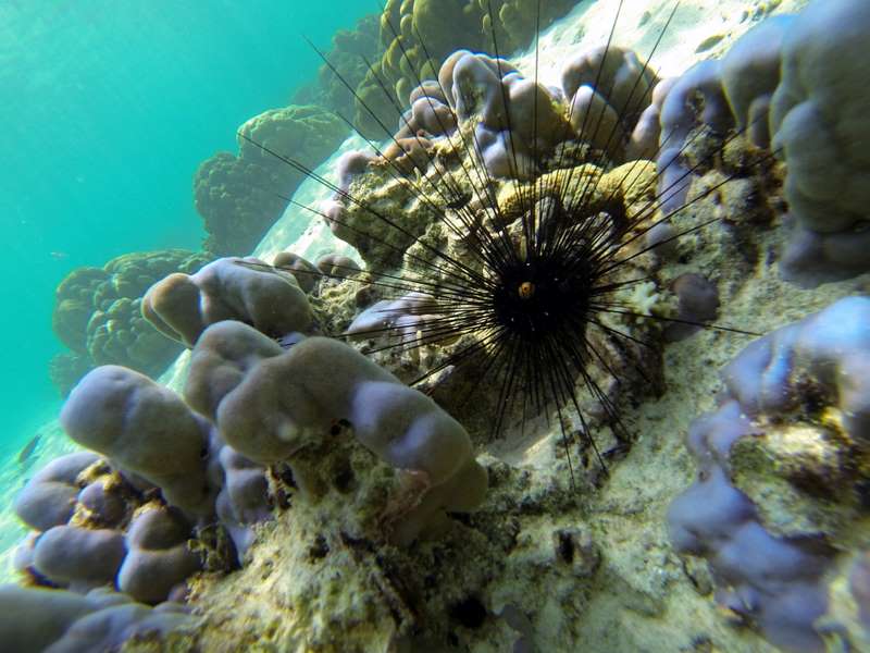 A sea urchin in clear turquoise waters of Koh Lipe