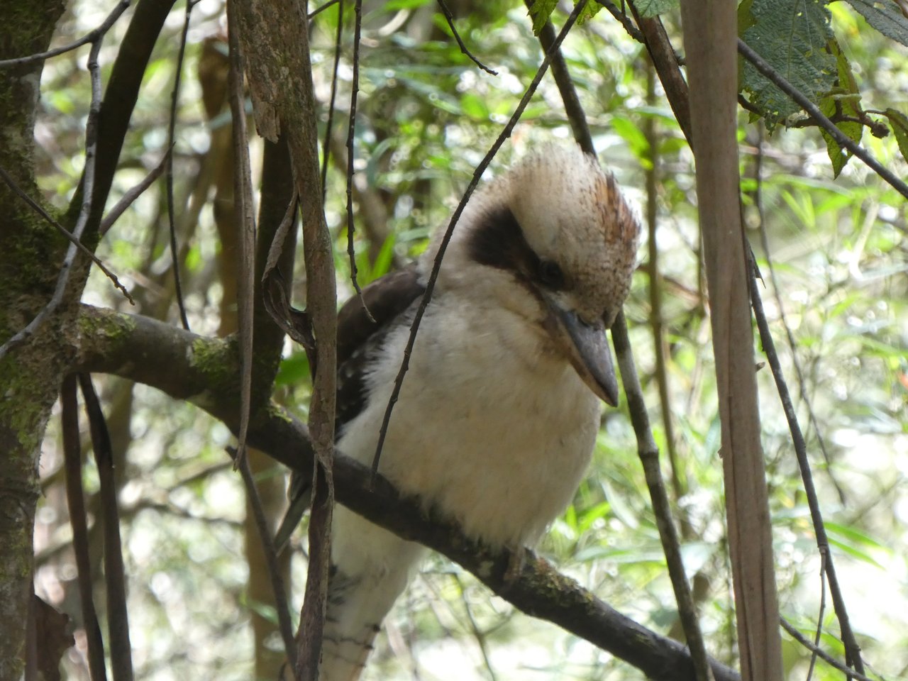 Kookaburra - (czyt. kukabara) - ptak który wydaje dźwięki przypominające paniczny śmiech