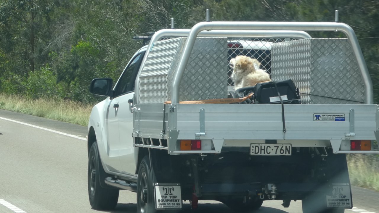 Bardzo popularna forma transportowania psów w Australii