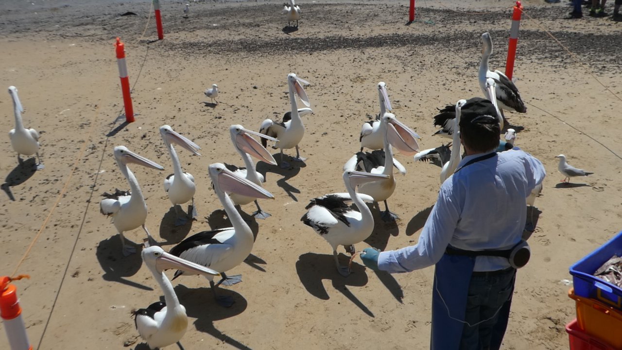 Rybak karmiący pelikany