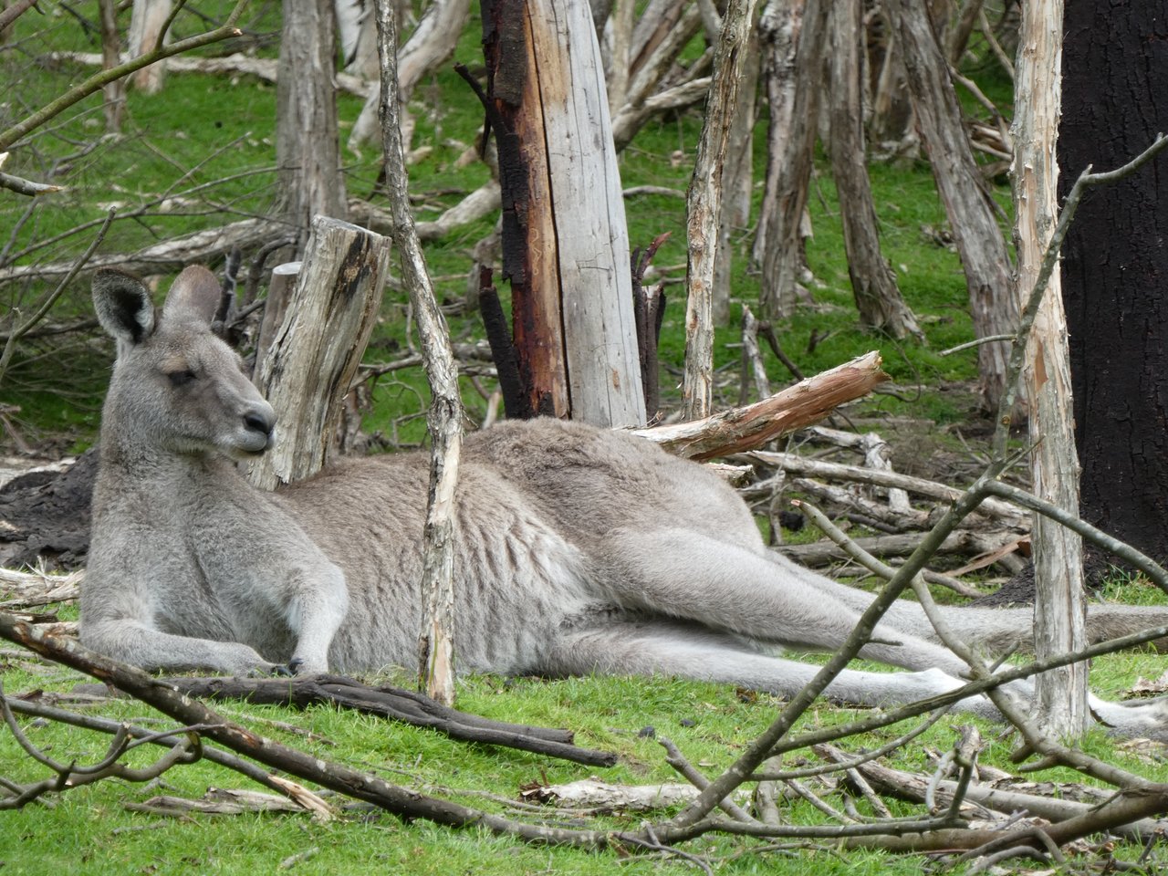 Dumny kangur