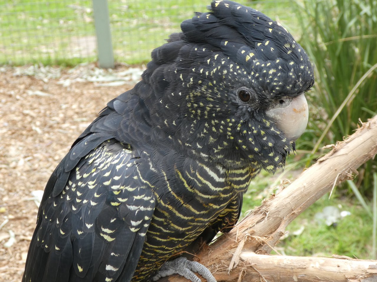 Czarne cockatoo