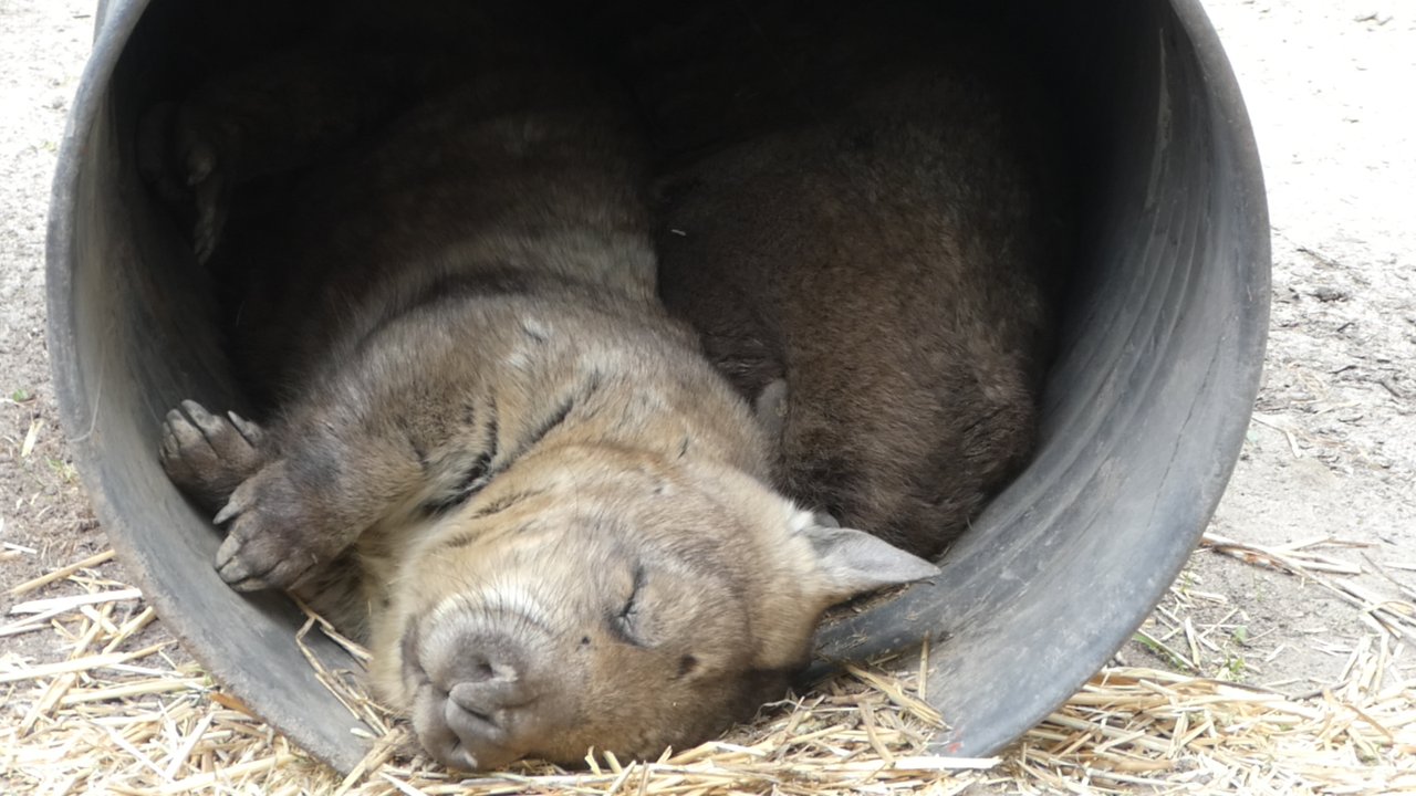 Śpiące wombaty