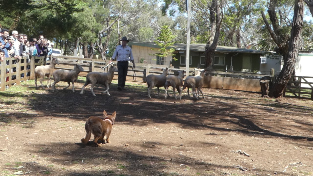 Pies zagania owce w kierunku farmera