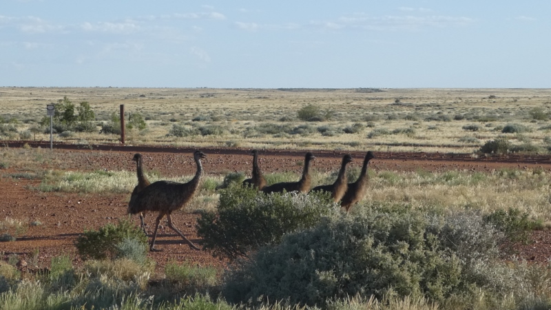 Emu jest największym ptakiem Australii, drugim co do wielkości ptakiem świata. Większe są tylko strusie. Oba są nielotami