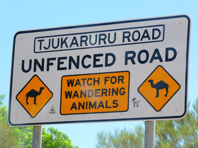 Znak informujący o występujących w okolicy dzikich wielbłądach