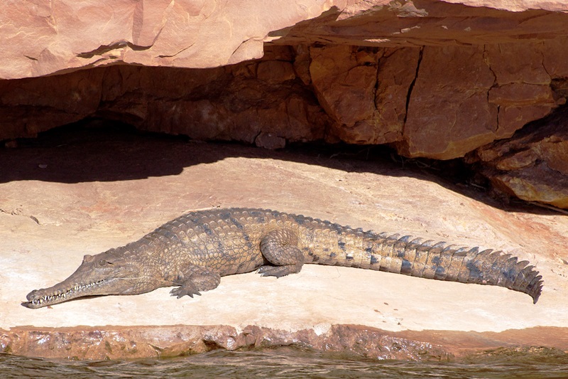 Krokodyl australijski, słodkowodny, zdjęcie z internetu