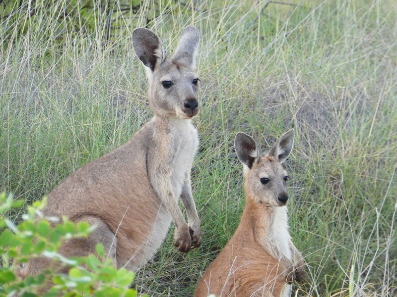 Przejeżdżając przez park można zobaczyć MNÓSTWO kangurów przy drodze, dosłownie co kilka metrów siedzi kolejny.