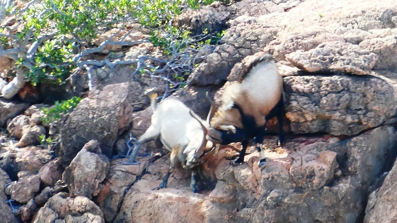 Yardie Creek- walczące na krawędzi kozy