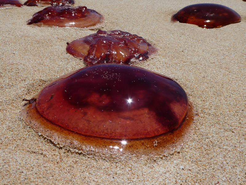 Meduza zwana morskim pomidorem