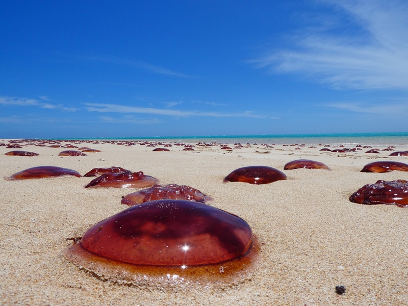 Sandy Beach- meduzy
