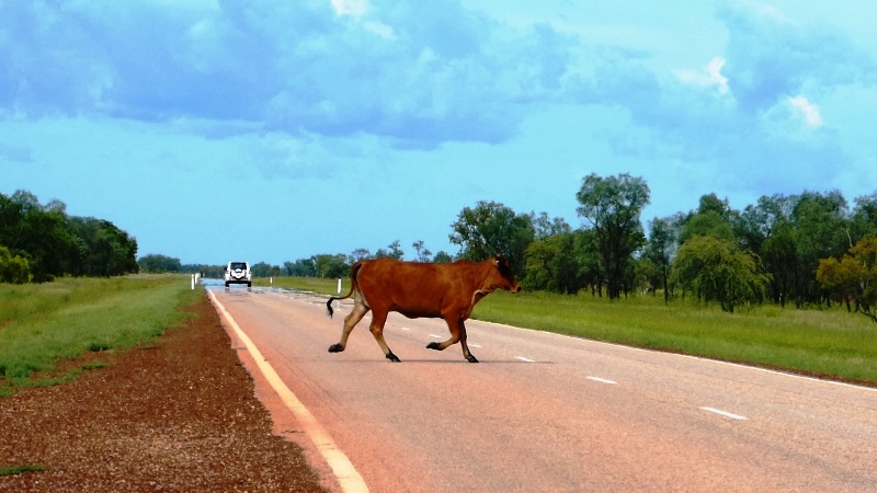 Kimberley, krowy na drodze szybkiego ruchu