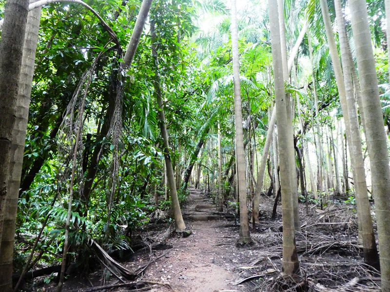 Park Narodowy Litchfield, las tropikalny przy wodospadzie Wangi