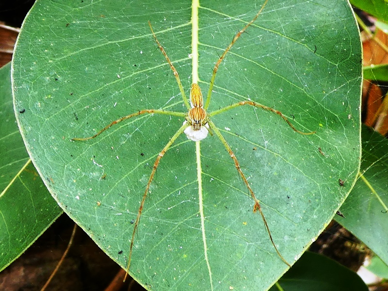 Park narodowy Litchfield, kamuflujący się pajęczak