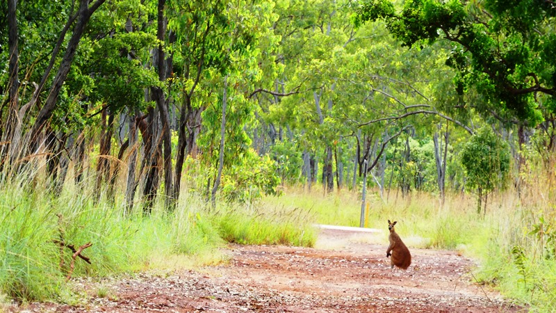 Kangur na drodze
