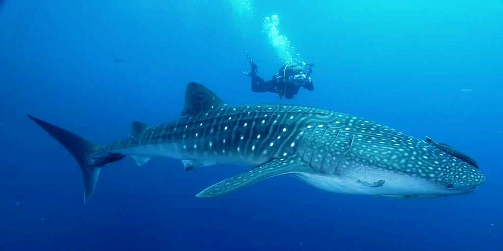 Rekin wielorybi, zdjęcie z internetu