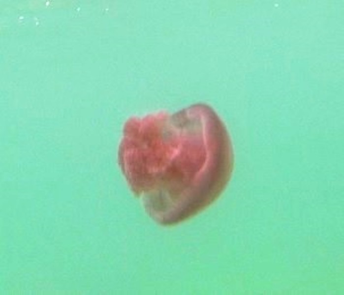 Oyster Stack snorkeling - jedna z tysiąca meduz