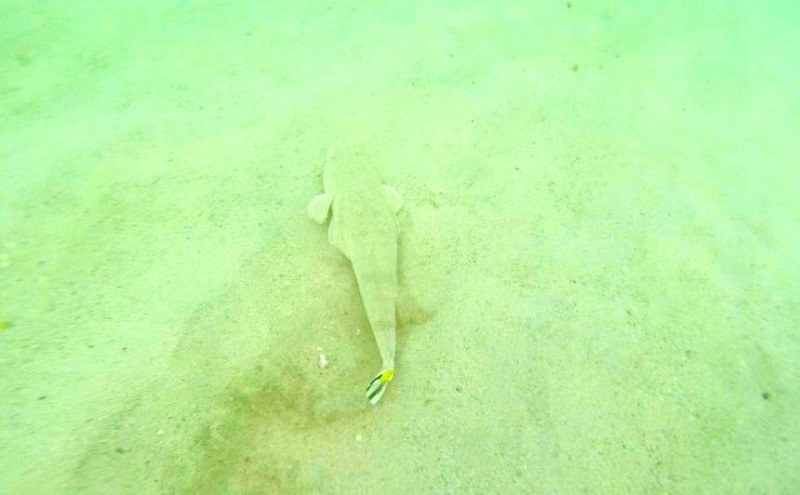 Turquoise Bay snorkeling- ryba kamuflująca się w piasku