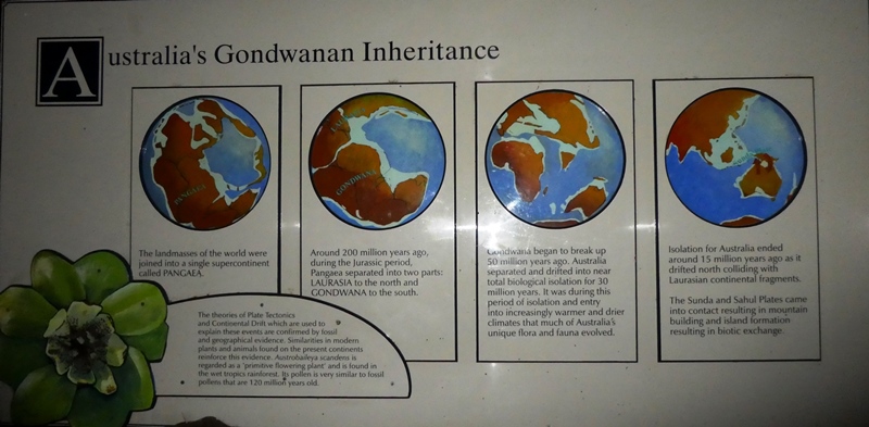 Cairns, tablice informacyjne w ogrodzie botanicznym, obrazujące przynależnośc Australii do superkontynentu Gondwana miliardy lat temu