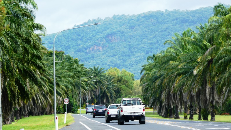 Port Douglas, piękne wielkie palmy wzdłuż drogi