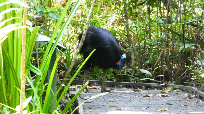Park Narodowy Daintree, kazuar