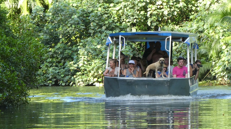 Rzeka Daintree, łódka płynąca z naprzeciwka z tej samej firmy z psem na czele:)