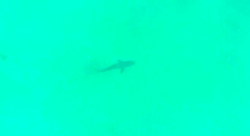 Shelly Beach - Pływający przy dnie rekin