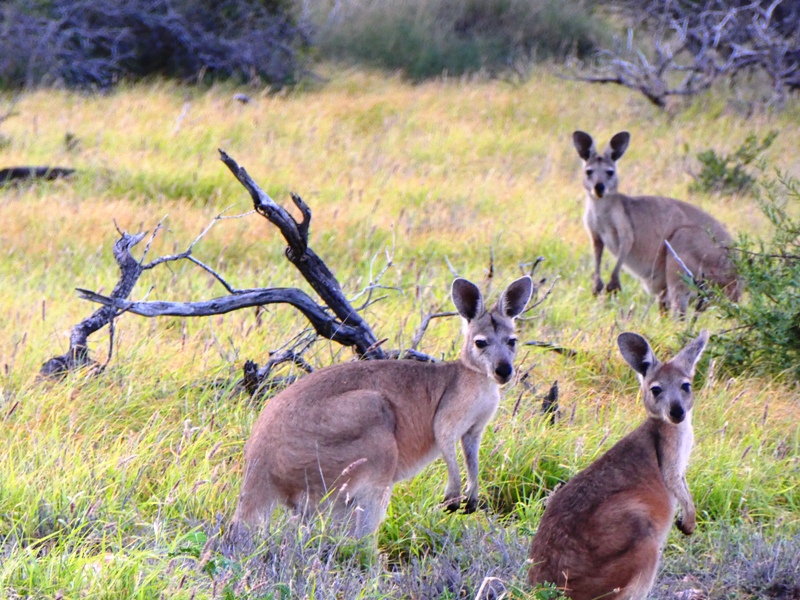 Kangury czerwone, w Australii jest ponad 30 gatunków kangurów