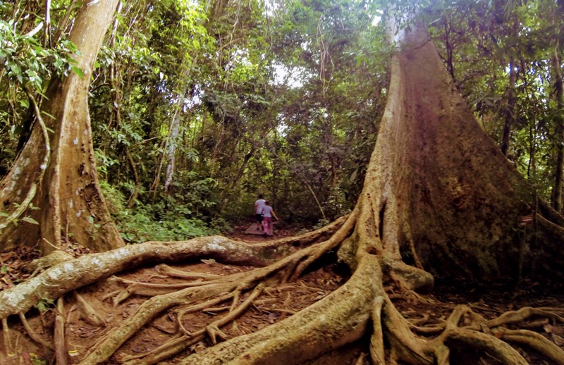 Tropikalne drzewa w Parku Taman Negara