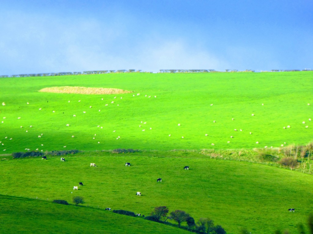 Charakterystyczny widok w Anglii - wypasające się krowy i owce