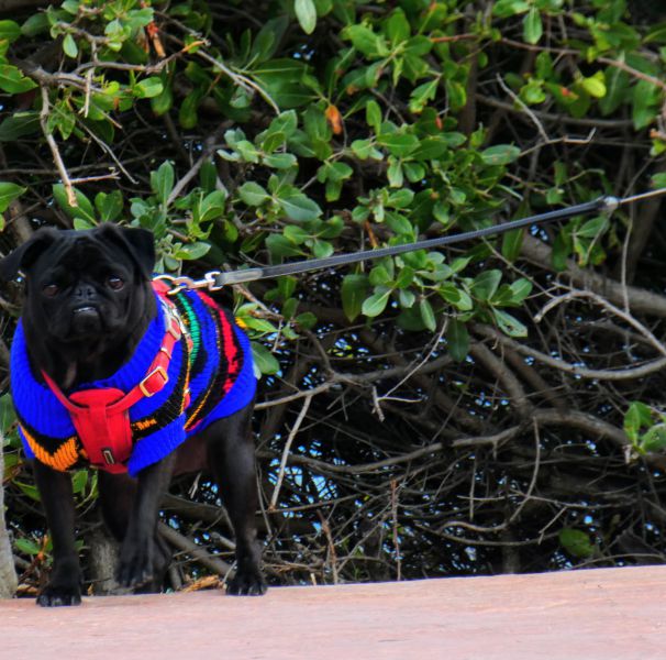 W styczniu panuje na Yucatanie kalendarzowa zima, co widać nawet po ubraniach psów:p