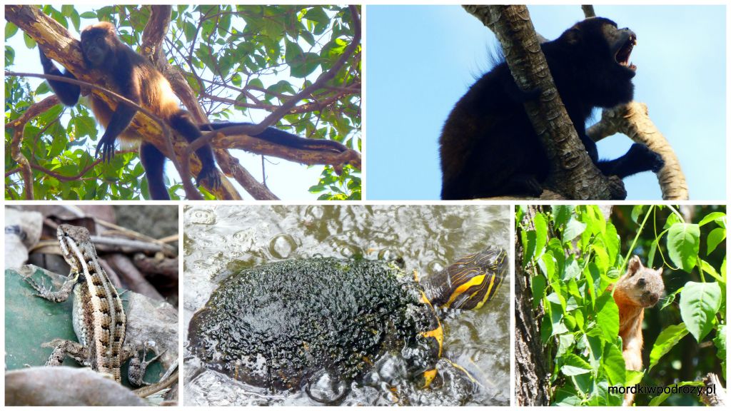 U góry: małpy wyjce, U dołu od lewej: jaszczurka, żółw wodny i wiewióreczka 