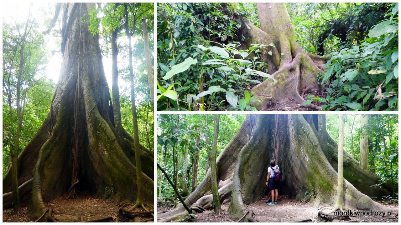 Wielka Ceiba w Parku Narodowym Arenal
