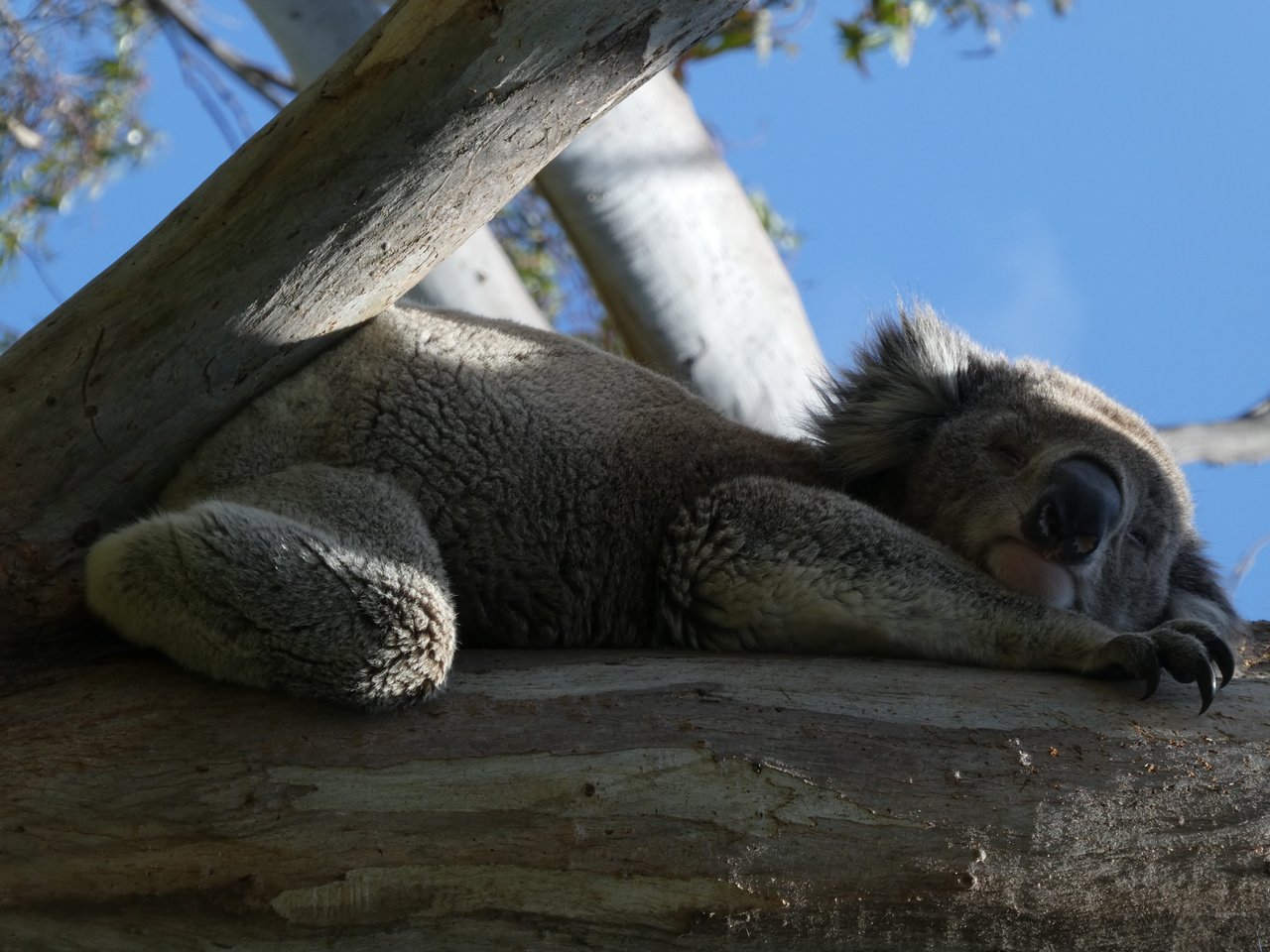 Koala słodziak numer 2