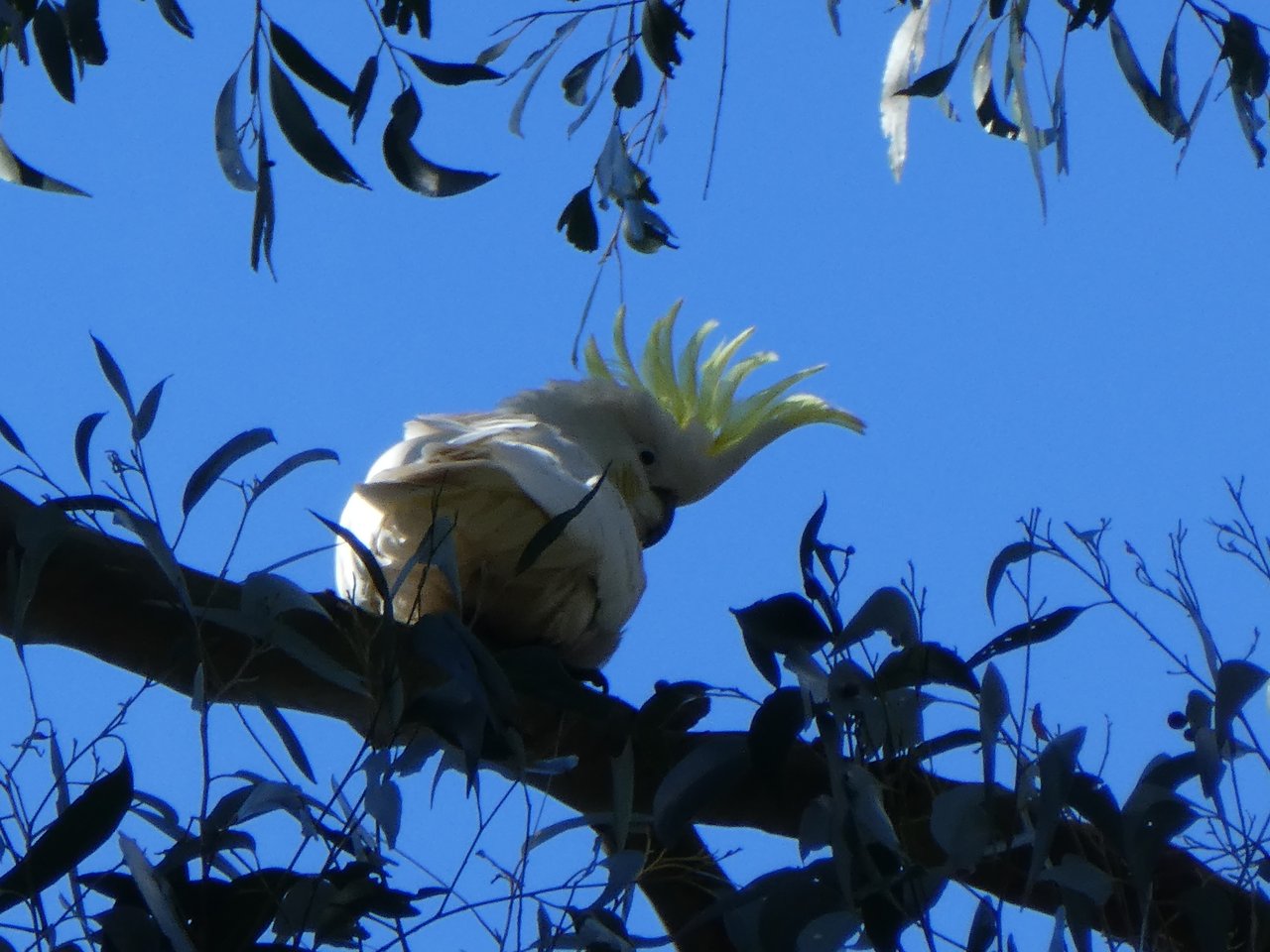Cockatoo, papuga ta potrafi naśladować głosy człowieka