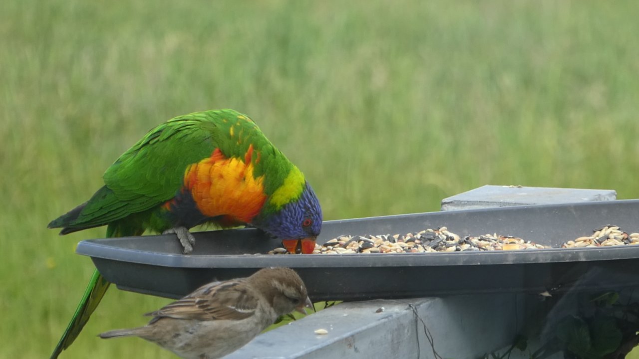 Papugi, których nazwy nie znamy;p ale też nas odwiedzały:)