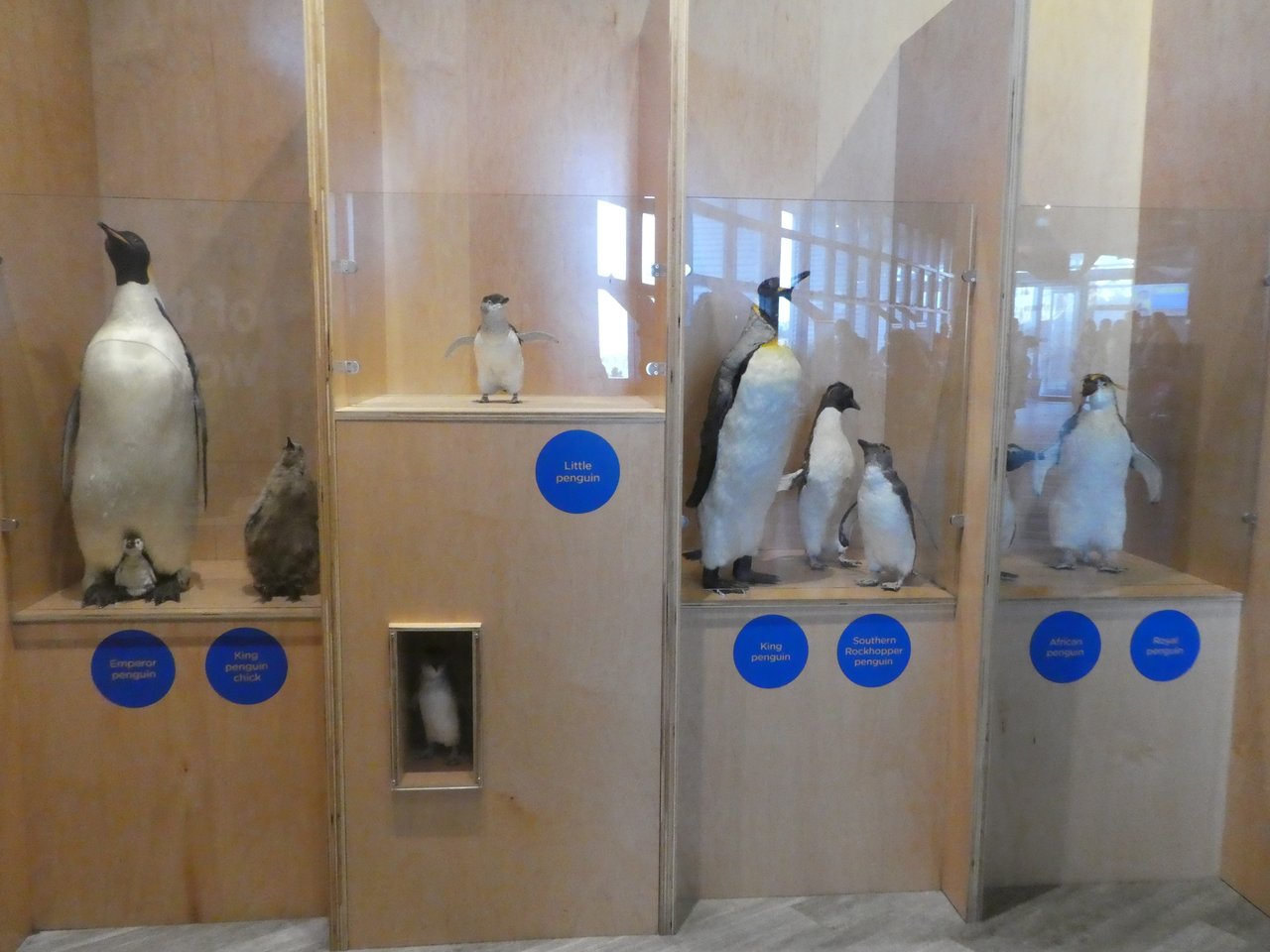 Niestety nie mamy żadnych zdjęć z parady pingwinów, ponieważ był zakaz fotografowania. Mamy za to zdjęcie z wystawy w centrum z wewnątrz budynku), na którym widać jak mały jest little penguin- pingwin australijski, w porównaniu z innymi pingwinami. Druga gablotka od lewej