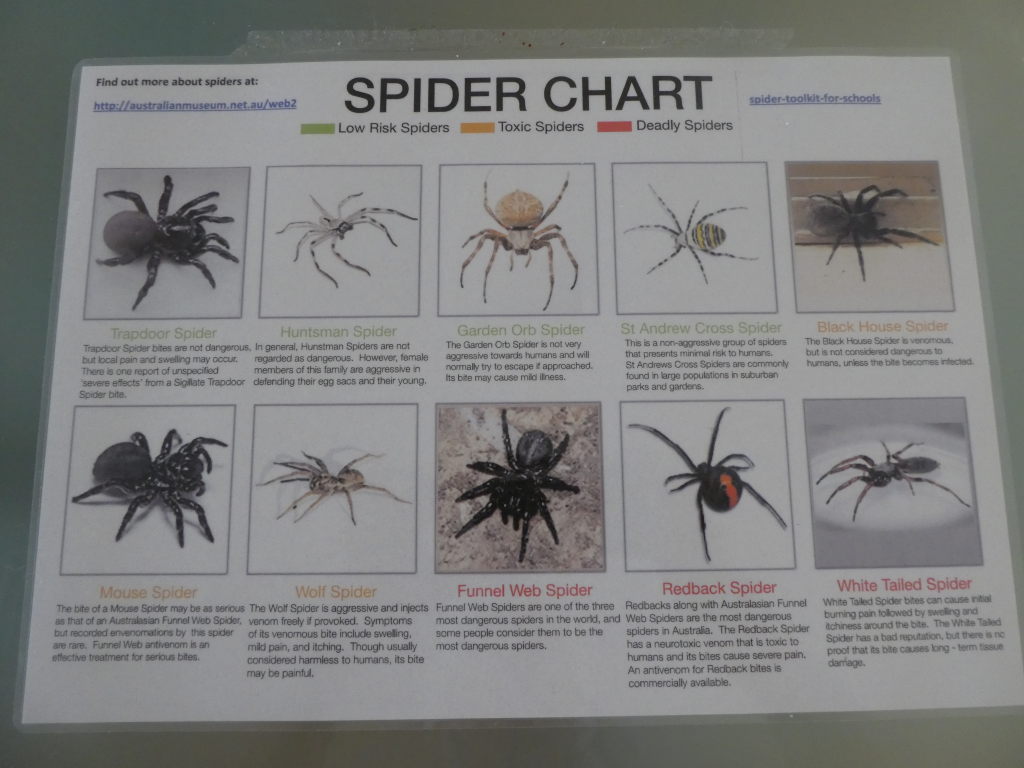 Tablica z opisem najczęściej spotykanych pająków