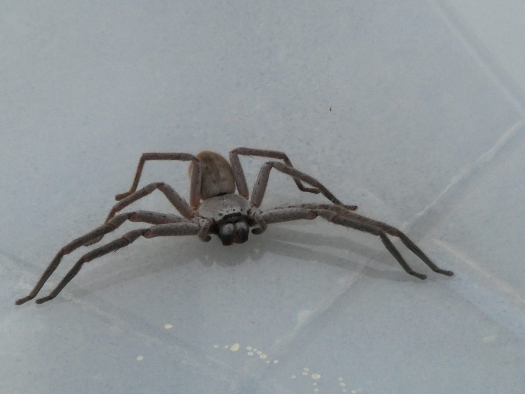 Huntsman spider- pająk, który był na ścianie w naszym mieszkaniu. Samce nie są agresywne, samice mogą być. Ukąszenie jest bolesne, ale niegroźne.