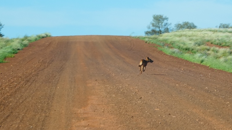 Pies dingo przebiegający nam drogę