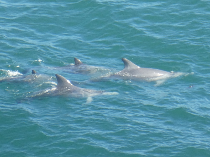 Grupa delfinów