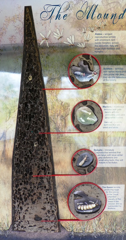 Park narodowy Litchfield, hierarchia w kopcu termitów