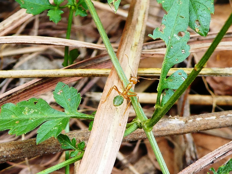 Park Narodowy Litchfield, mrówka z zielonym odwłokiem, jej ugryzienie powoduje silny ból