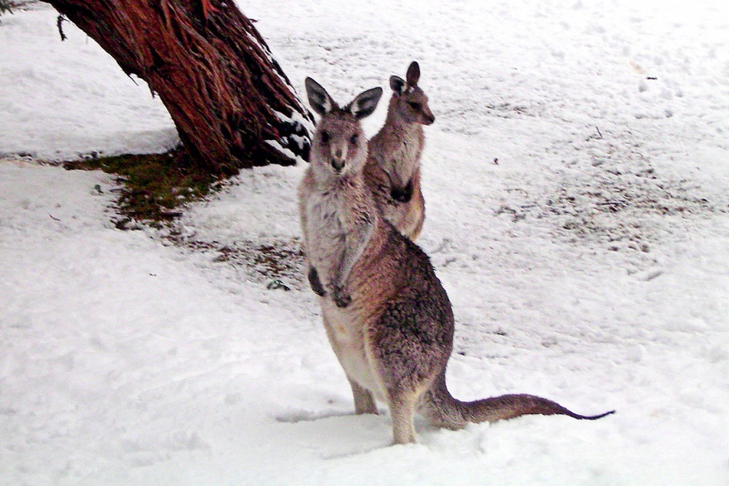 Kangury w zimowej odsłonie, zdjęcie z internetu