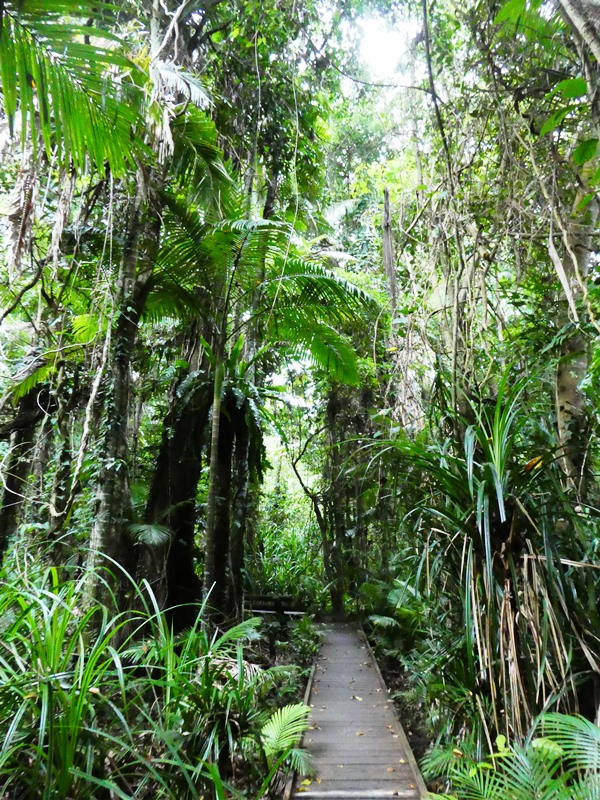 Cairns, ogród botaniczny