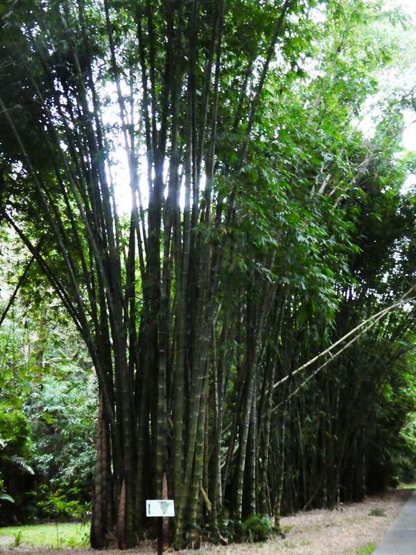 Cairns, ogród botaniczny, bambus, największa trawa świata