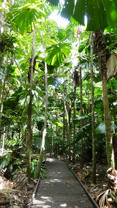 Park Narodowy Daintree, ścieżka w lesie tropikalnym