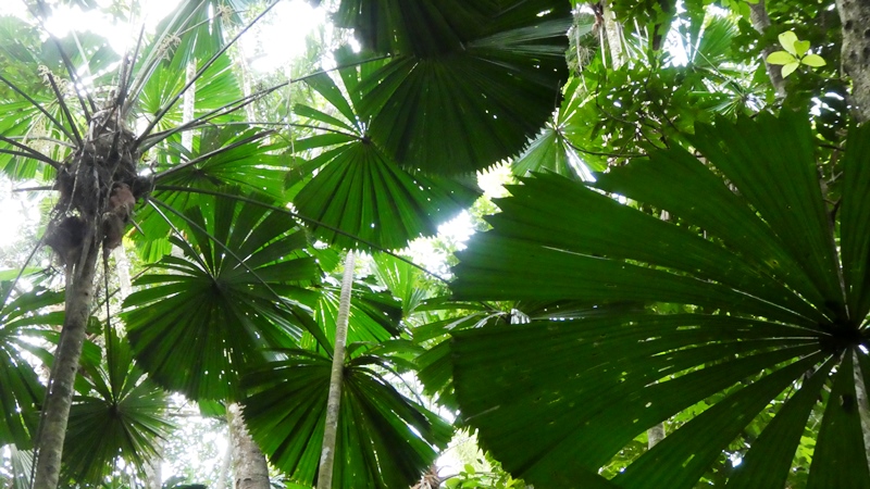 Park Narodowy Daintree, palma zwana przez aborygenów parasolem