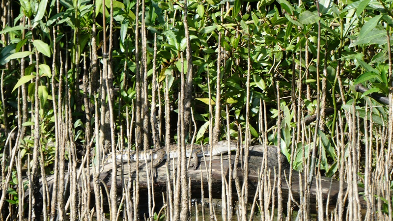 Rzeka Daintree, młody krokodyl wygrzewający się na gałęzi