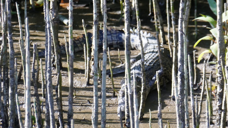 Rzeka Daintree, młody krokodyl chowający się między korzeniami mangrowca